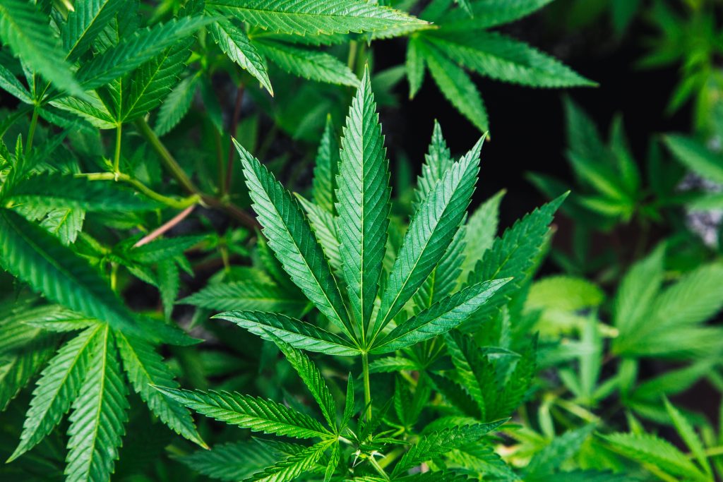 Growing Marijuana Guide