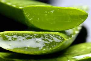 Aloe Vera Juice Side Effects