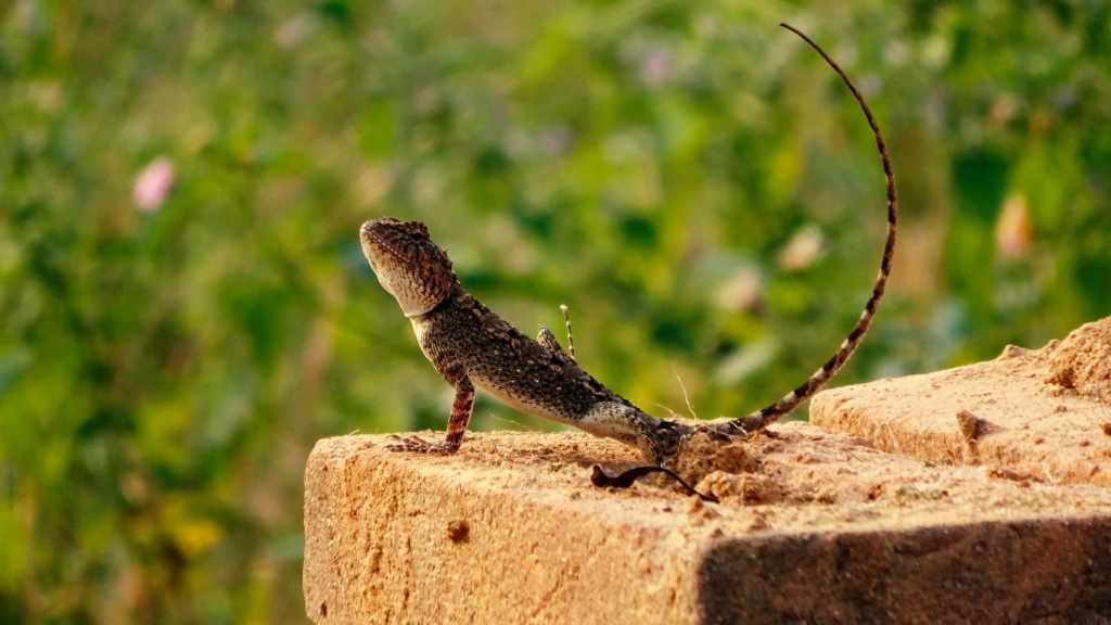How to Get Rid of Lizards at Home Without Killing Them