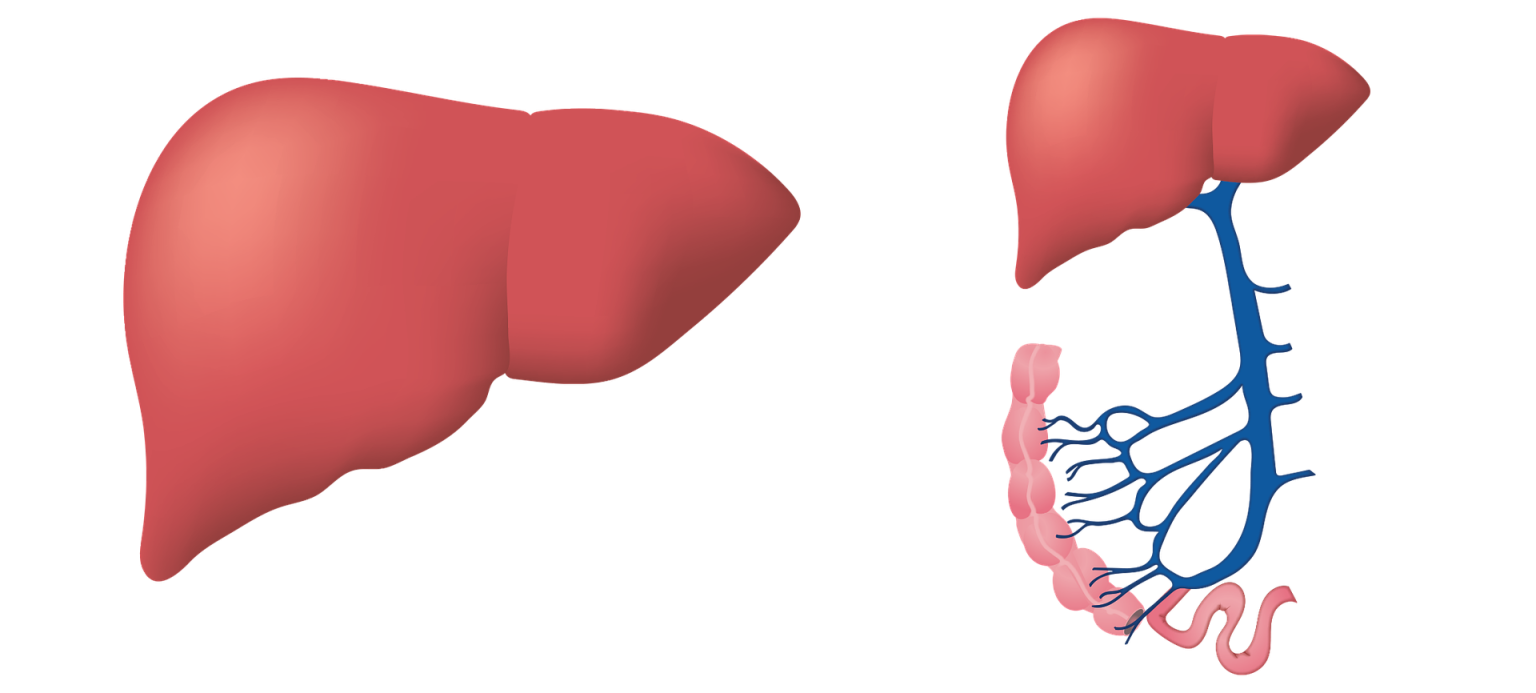 Can You Live Without A Liver And Can Liver Grow Back Can you live without a liver and can liver grow back