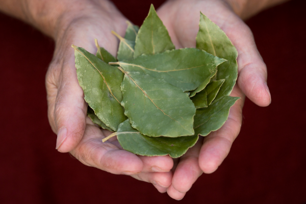 Bay Leaves for Hair Growth
