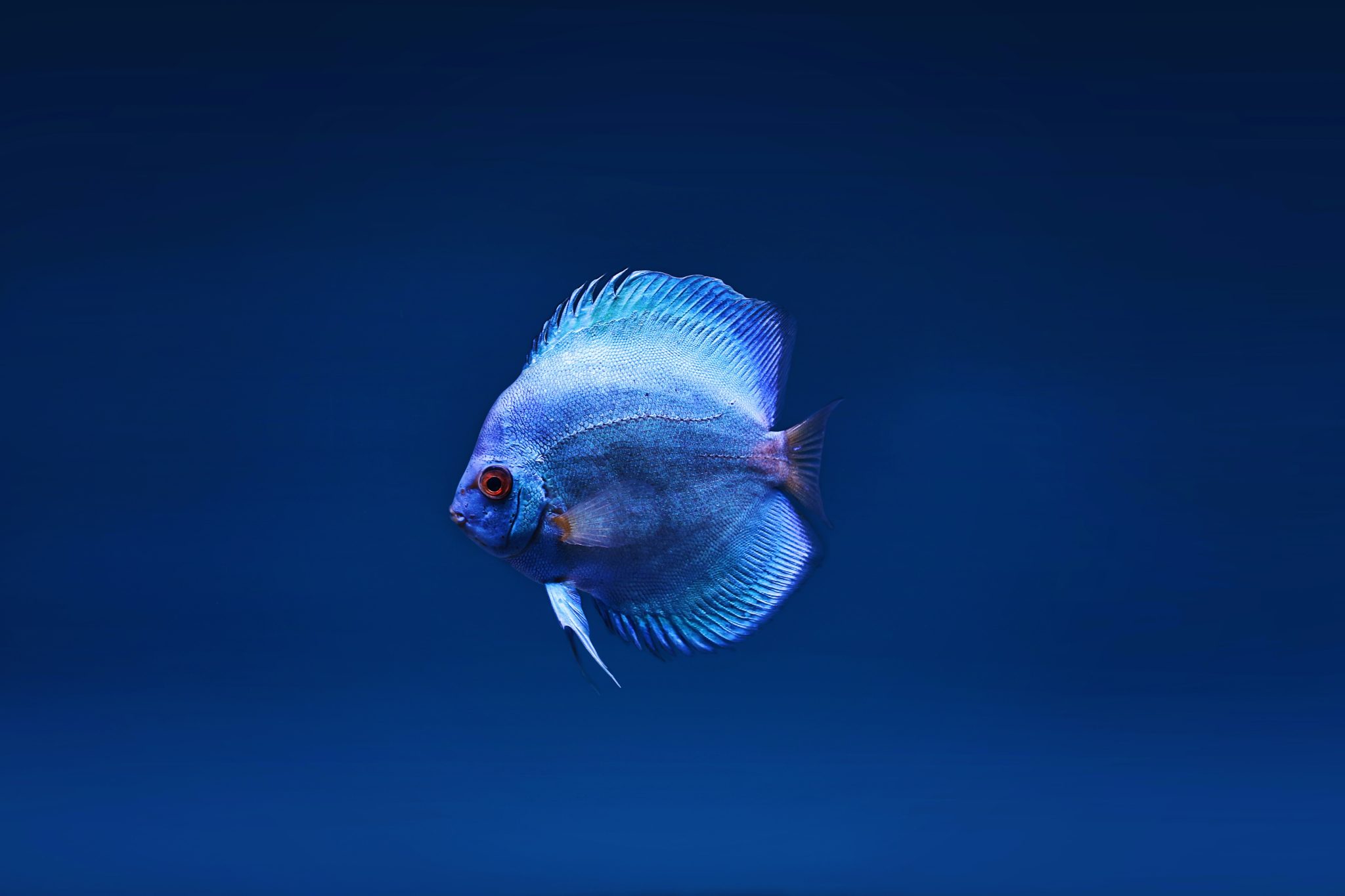 Do Fish Drink Water: Fresh Water vs. Saltwater Fishes
